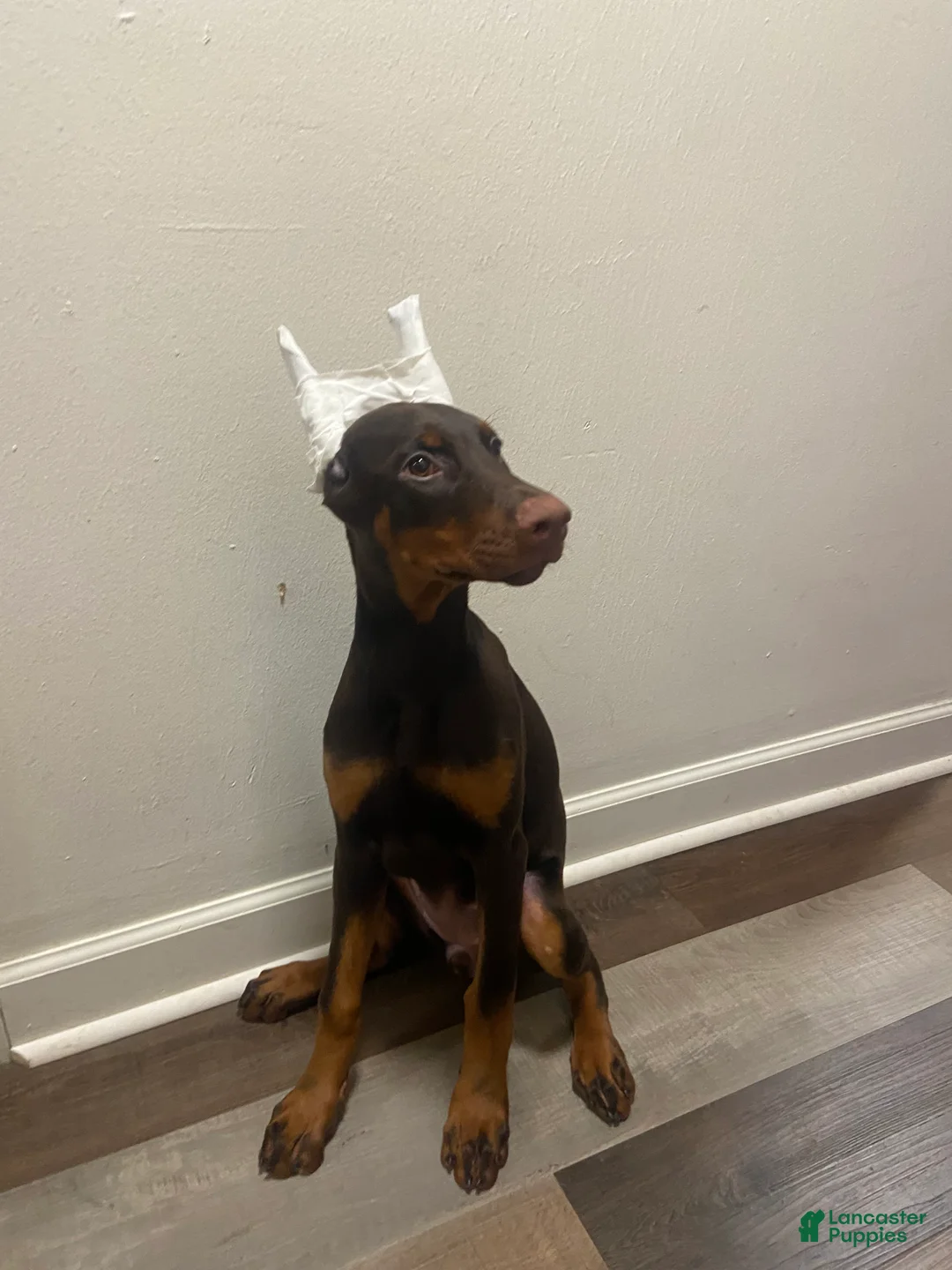 Doberman Pinscher dogs for sale: Coco - Ad 2
