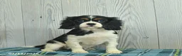 Cavalier King Charles Spaniel dogs for sale: Belle  - Ad 1