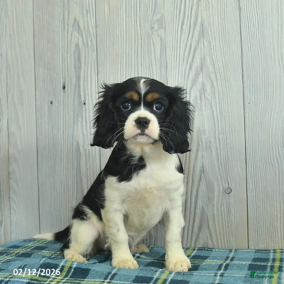 Cavalier King Charles Spaniel dogs for sale: Belle  - Ad 1
