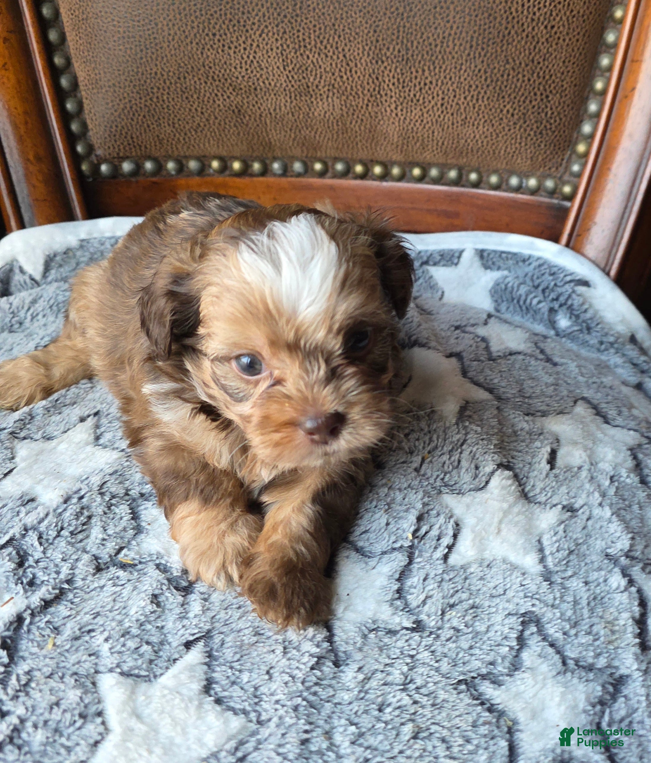 Shihpoo dogs Dior  - Ad 2