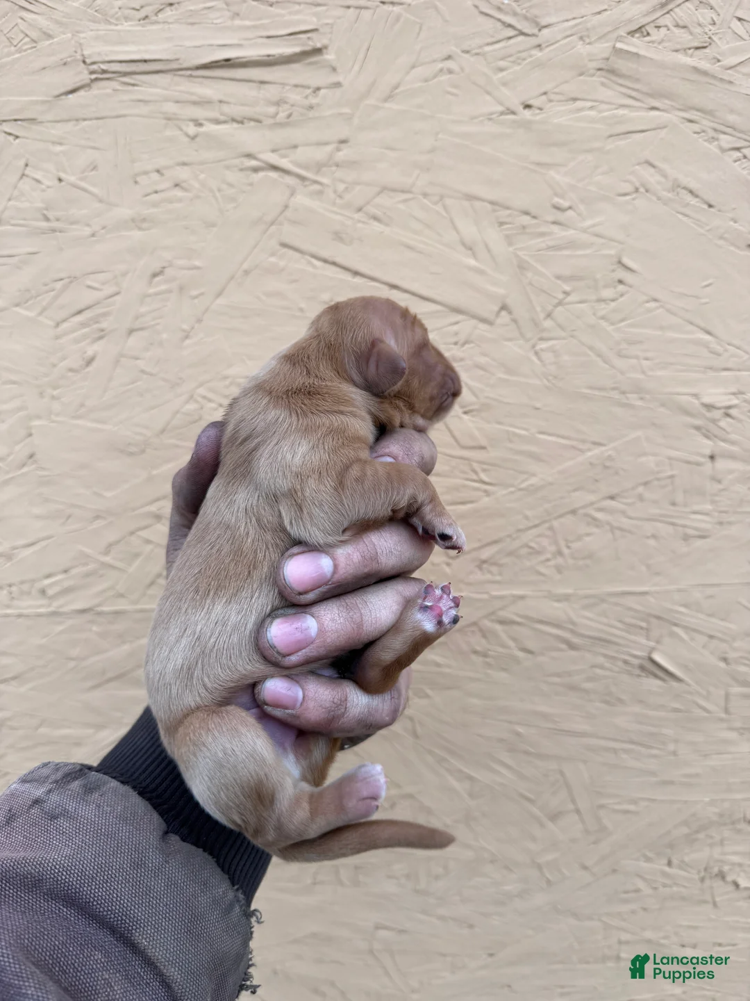 Golden Retriever dogs for sale: Bo - AKC, Genetically Clear - Ad 2