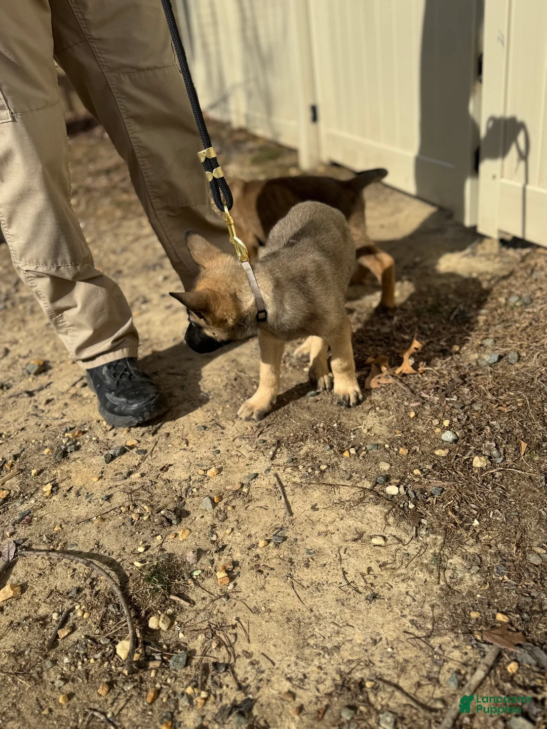 Mixed Breed dogs for sale: Grey - Ad 5