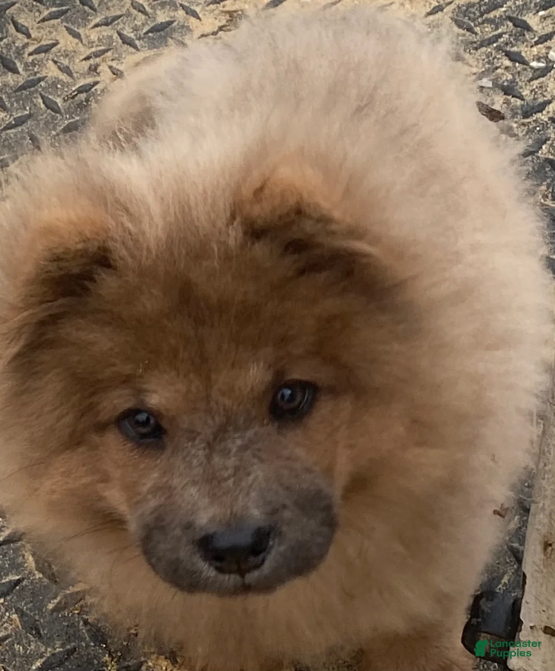 Chow Chow dogs for sale: Chow Chow 3 - Ad 1