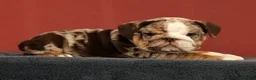 English Bulldog dogs for sale: Dozer - Ad 4