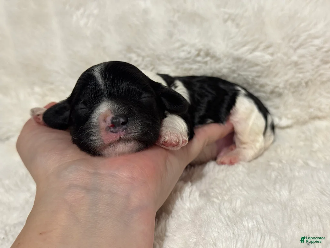 Cavapoo dogs for sale: Oreo - Ad 2