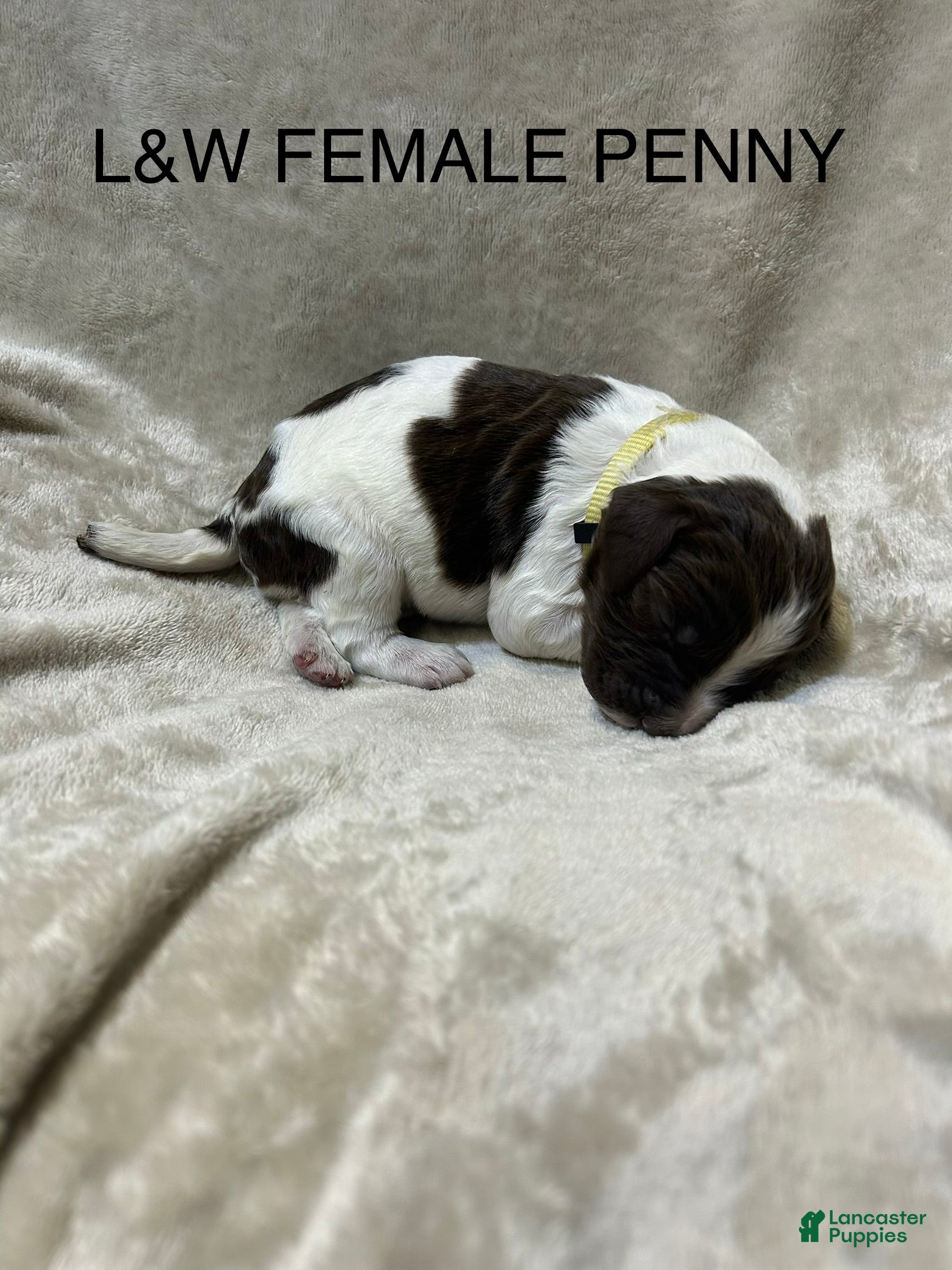 English Springer Spaniel dogs English Springer Spaniel 4 - Ad 1