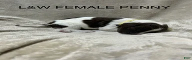 English Springer Spaniel 4