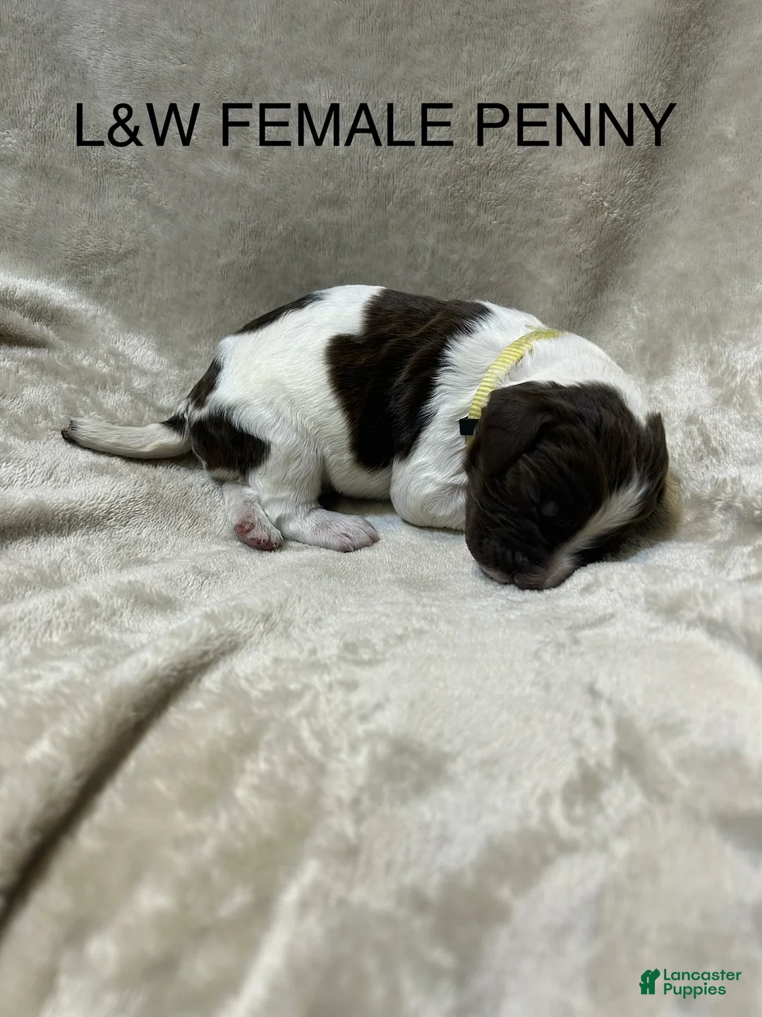 English Springer Spaniel dogs for sale: English Springer Spaniel 4 - Ad 1