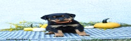 Rottweiler dogs for sale: Fizzy - Ad 2