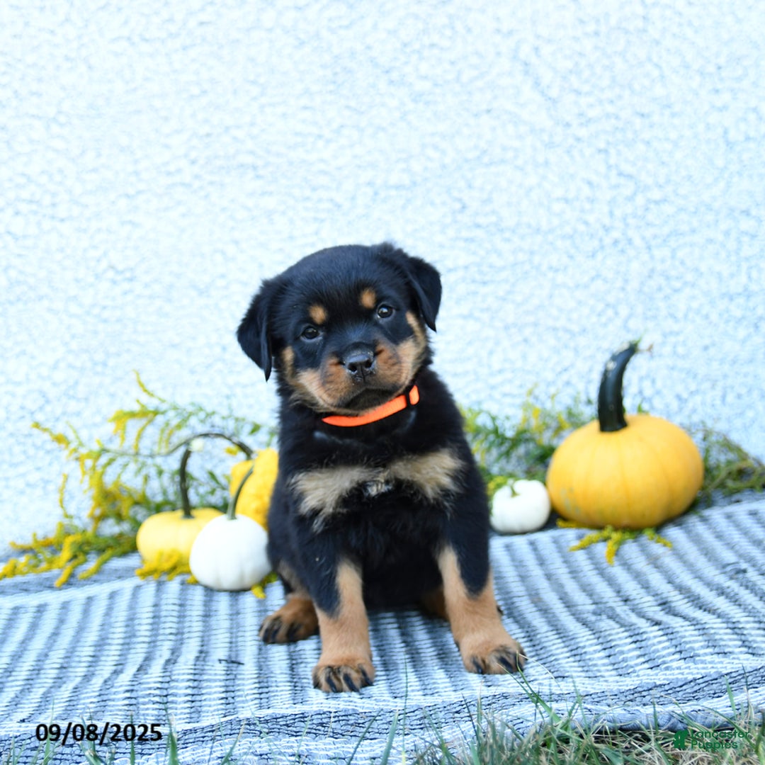 Rottweiler dogs for sale: Fizzy - Ad 2