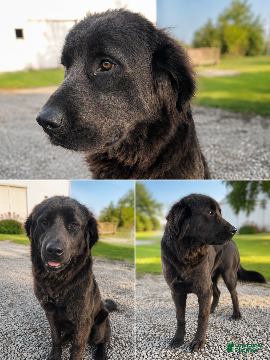 Newfoundland dogs Maeve - Ad 1