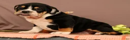 Beabull dogs for sale: Willow - Ad 3