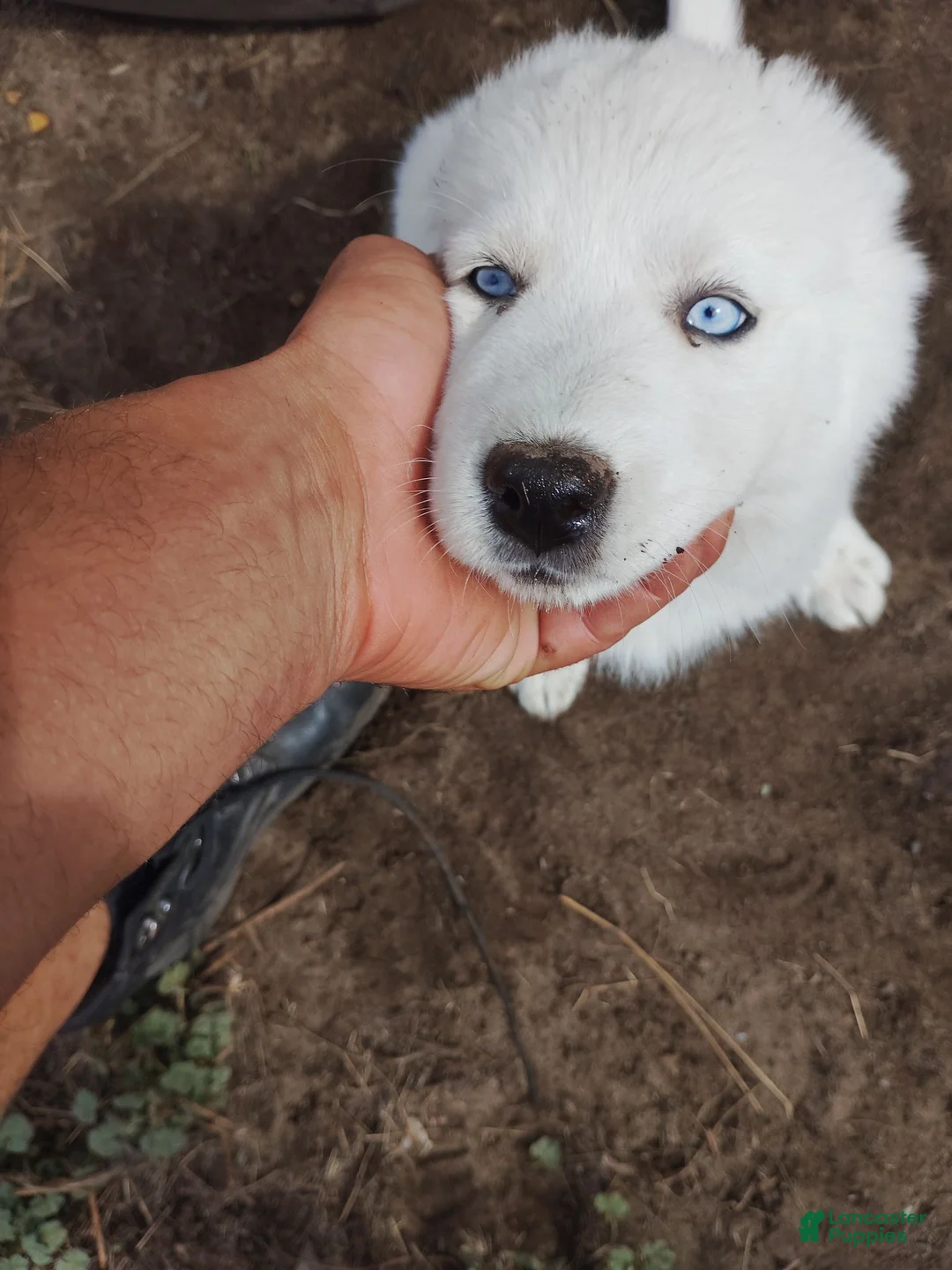 Alaskan Husky dogs for sale: Alaskan Husky 3 - Ad 1