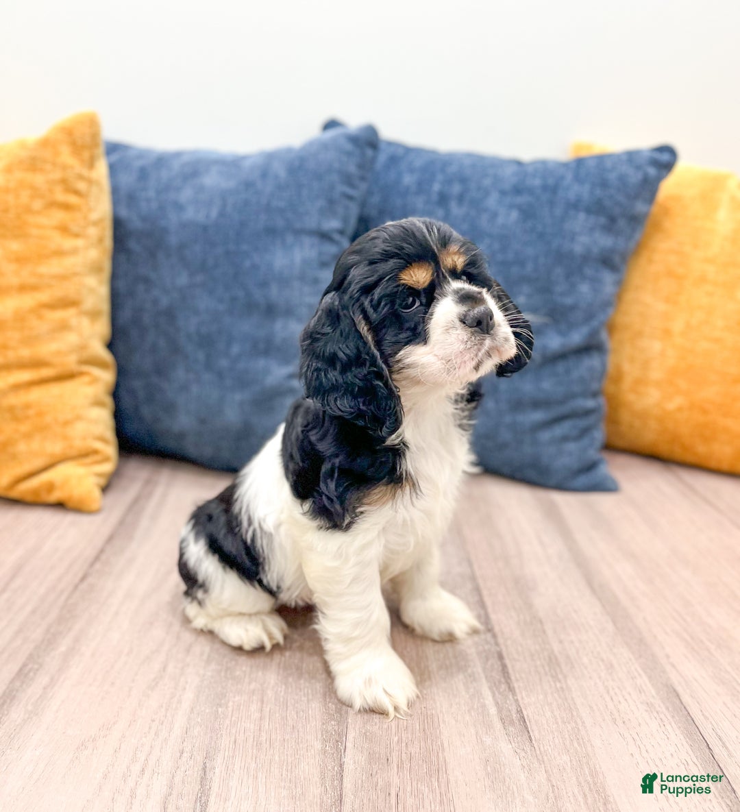 Cocker Spaniel dogs for sale: Jarvis - Ad 4
