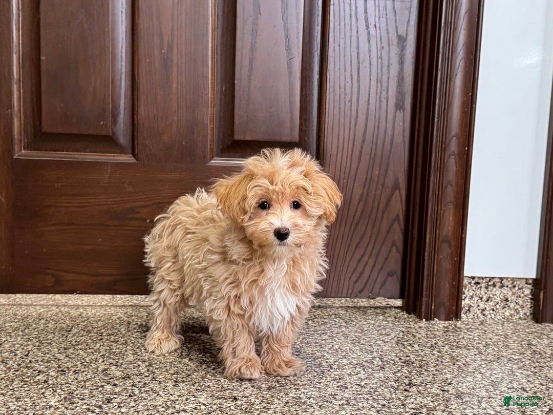 Maltipoo dogs for sale: Darling - Ad 5