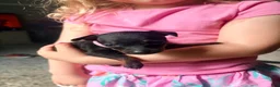Miniature Pinscher dogs for sale: Miniature Pinscher 2 - Ad 3
