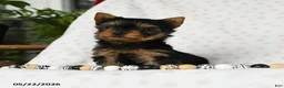 Yorkshire Terrier dogs for sale: Darling - Ad 2