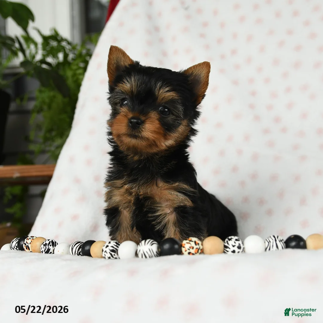Yorkshire Terrier dogs for sale: Darling - Ad 2