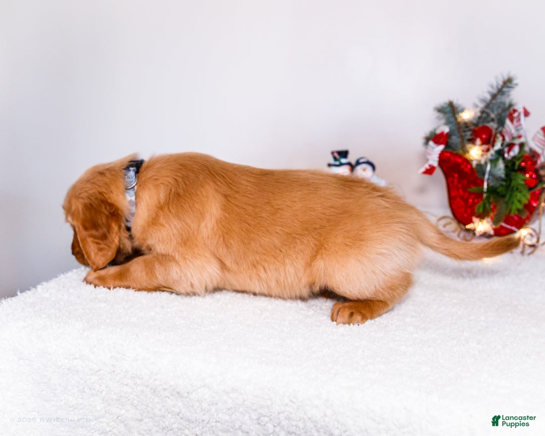 Golden Retriever dogs for sale: Colin - Ad 4