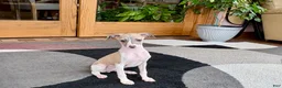 Italian Greyhound dogs for sale: Italian Greyhound 1 fawn boy  - Ad 11