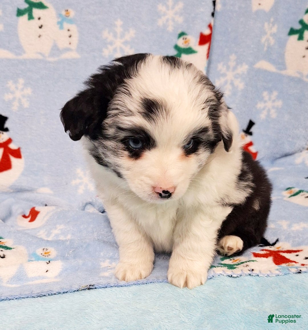 Miniature Australian Shepherd dogs for sale: Pearl - Ad 6
