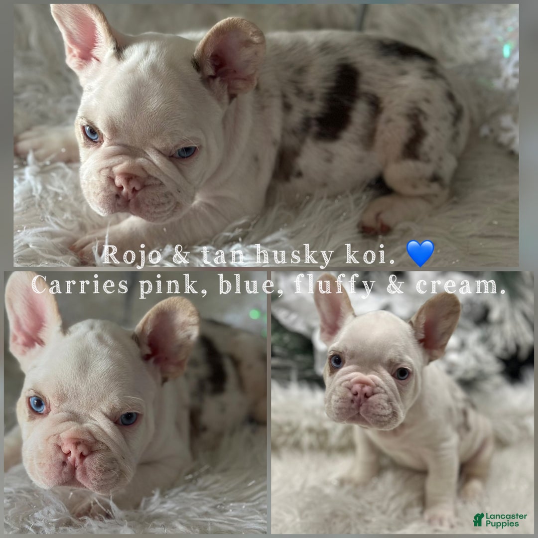 French Bulldog dogs for sale: Rojo and tan koi pink carrier  - Ad 1