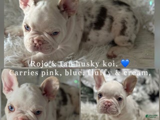 French Bulldog dogs Rojo and tan koi pink carrier - Ad 28