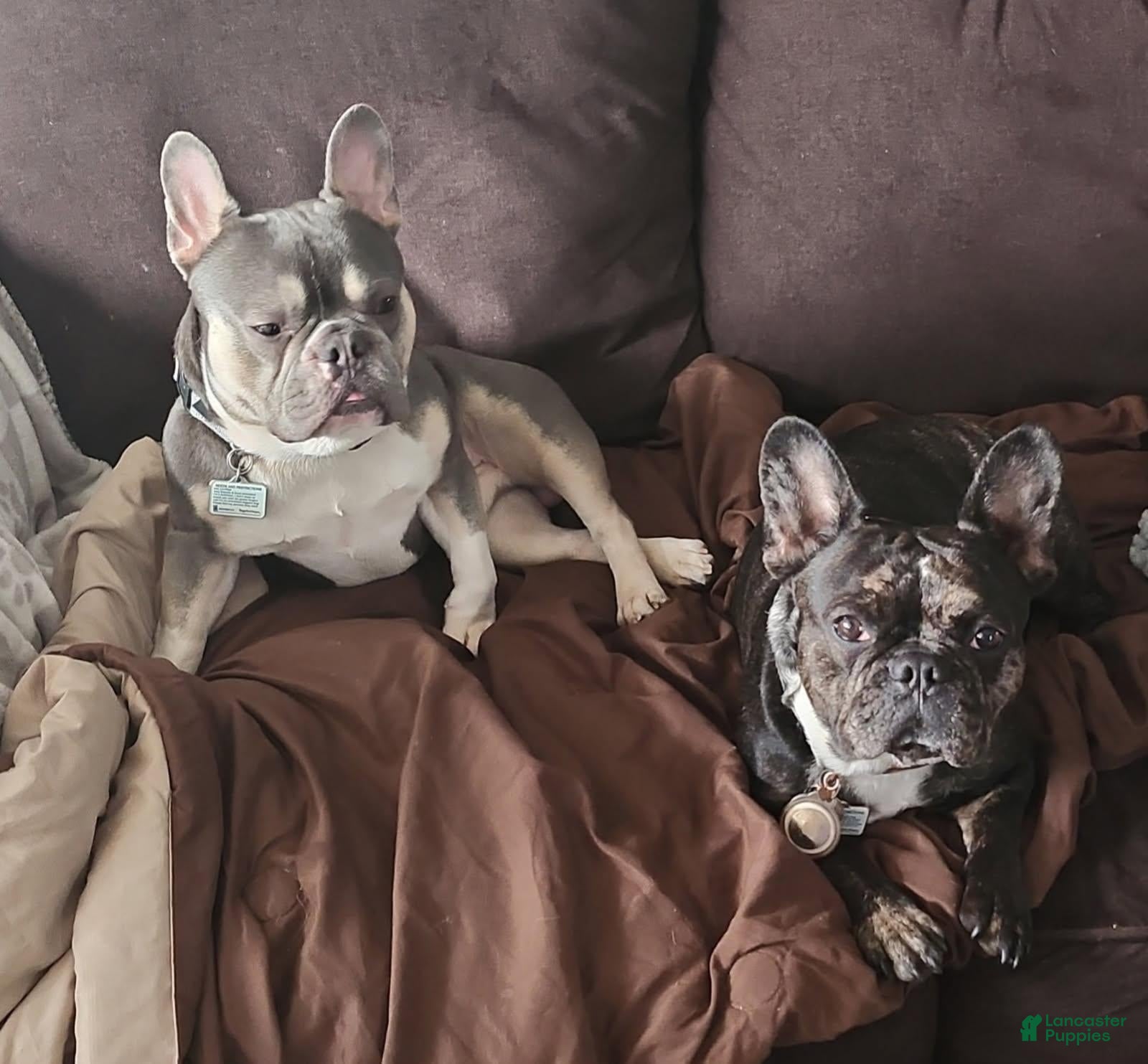 French Bulldog dogs for sale: French Bulldog 3 - Ad 2