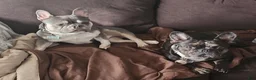 French Bulldog dogs for sale: French Bulldog 2 - Ad 2