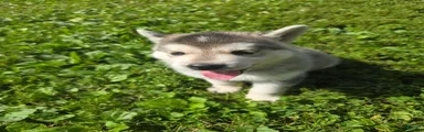 Gerberian Shepsky 2