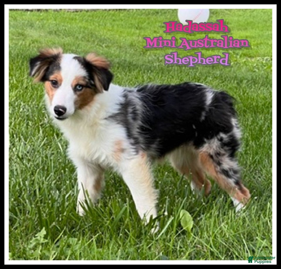 Miniature Australian Shepherd dogs Hadassah - Ad 1