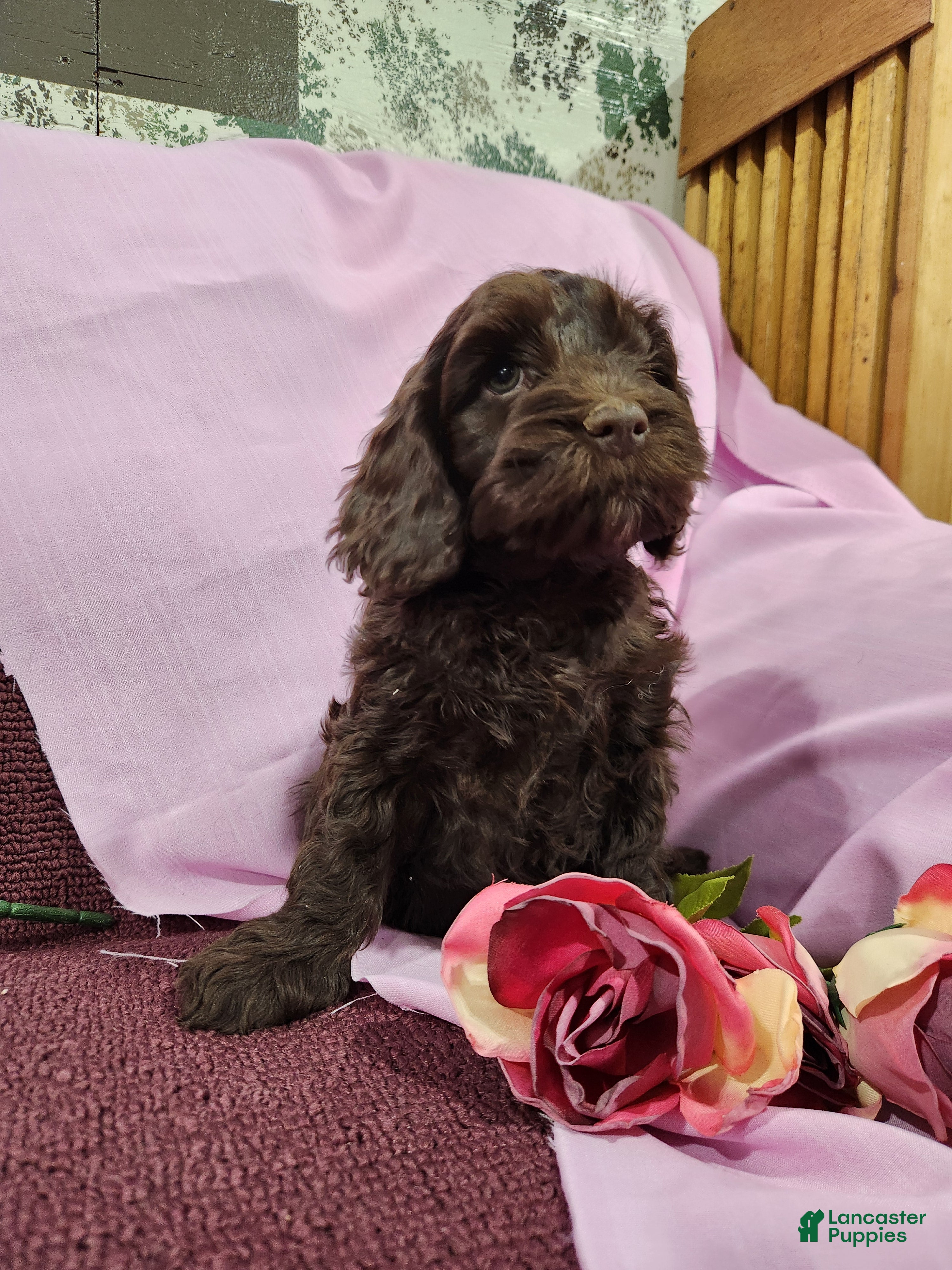 Mixed Breed dogs Logan - Ad 2