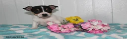 Jack Russell Terrier dogs for sale: Midget - Ad 1