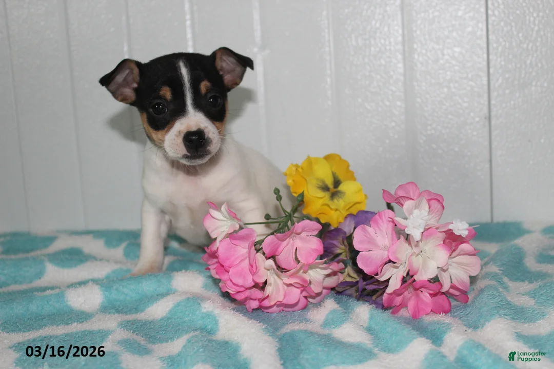 Jack Russell Terrier dogs for sale: Midget - Ad 1