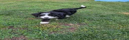 Bernedoodle dogs for sale: Bernedoodle 2 - Ad 9