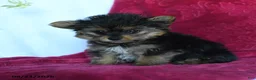 Yorkshire Terrier dogs for sale: Rockie - Ad 4