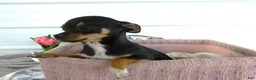 Chihuahua dogs for sale: Chihuahua 2 Chelsea - Ad 2