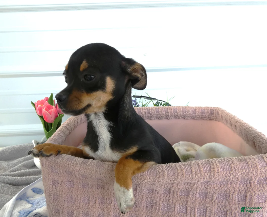 Chihuahua dogs for sale: Chihuahua 2 Chelsea - Ad 2