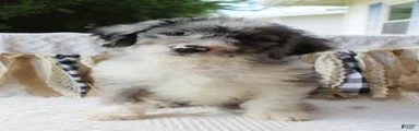 Aussiedoodle 2
