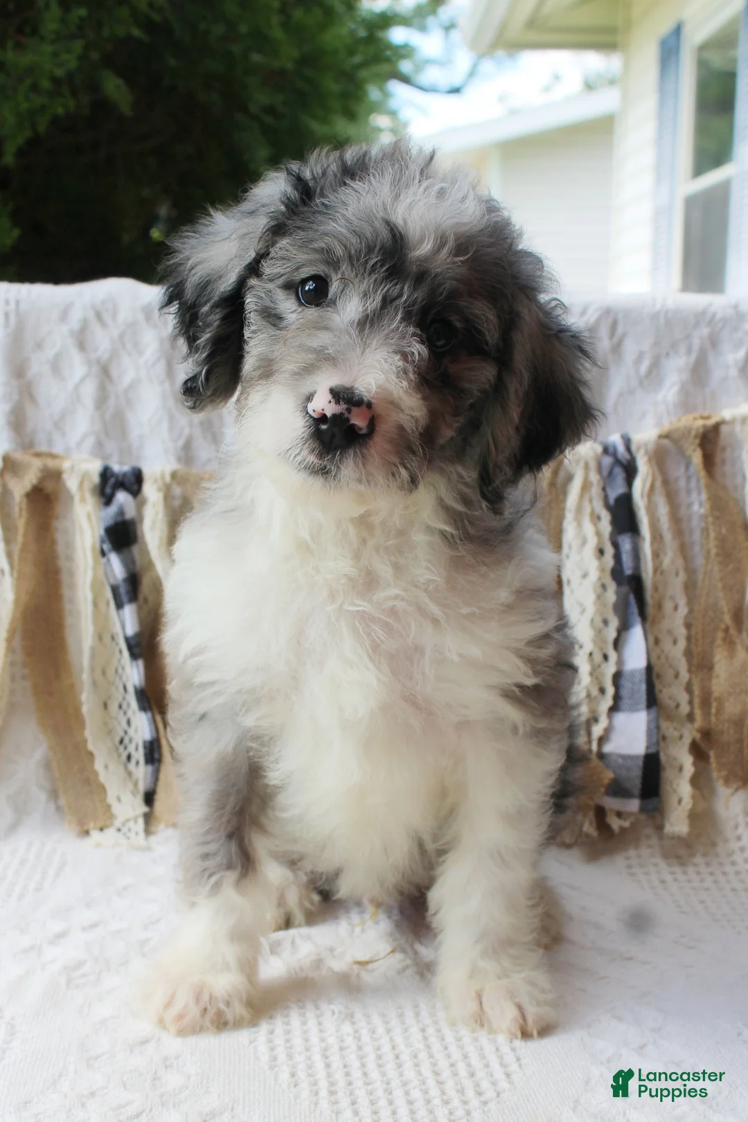 Aussiedoodle dogs for sale: Aussiedoodle 2 - Ad 1