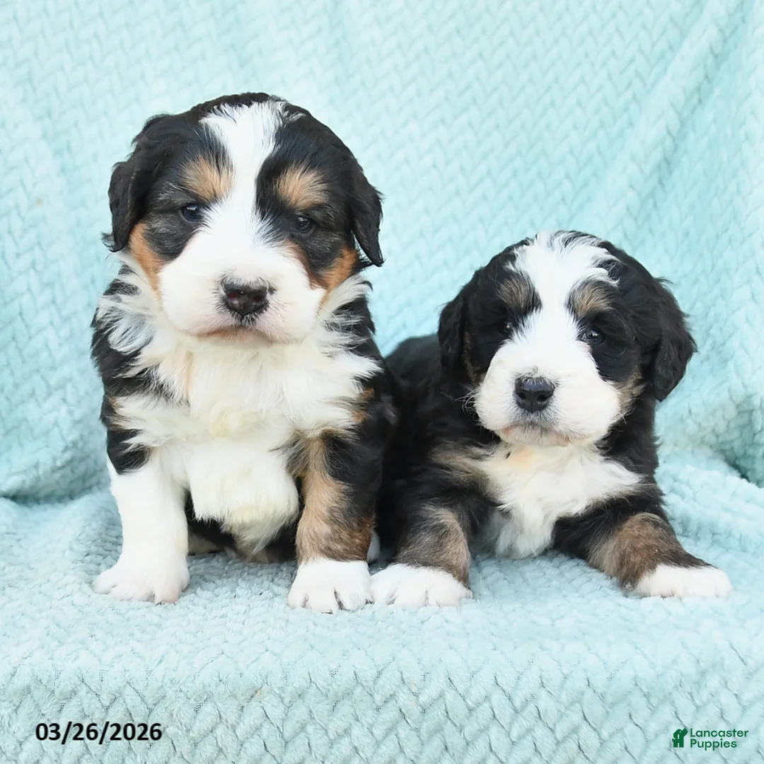 Mini Bernedoodle dogs for sale: Marcus - Ad 5