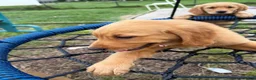 Golden Retriever dogs for sale: Stella - Ad 4