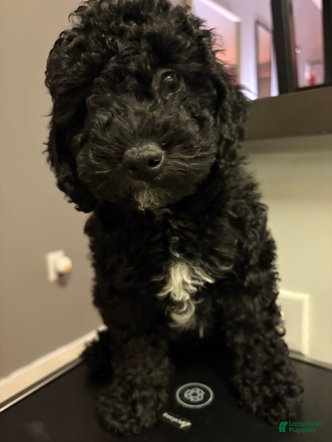 Bichpoo dogs for sale: Bichpoo Puppy 1 - Ad 5