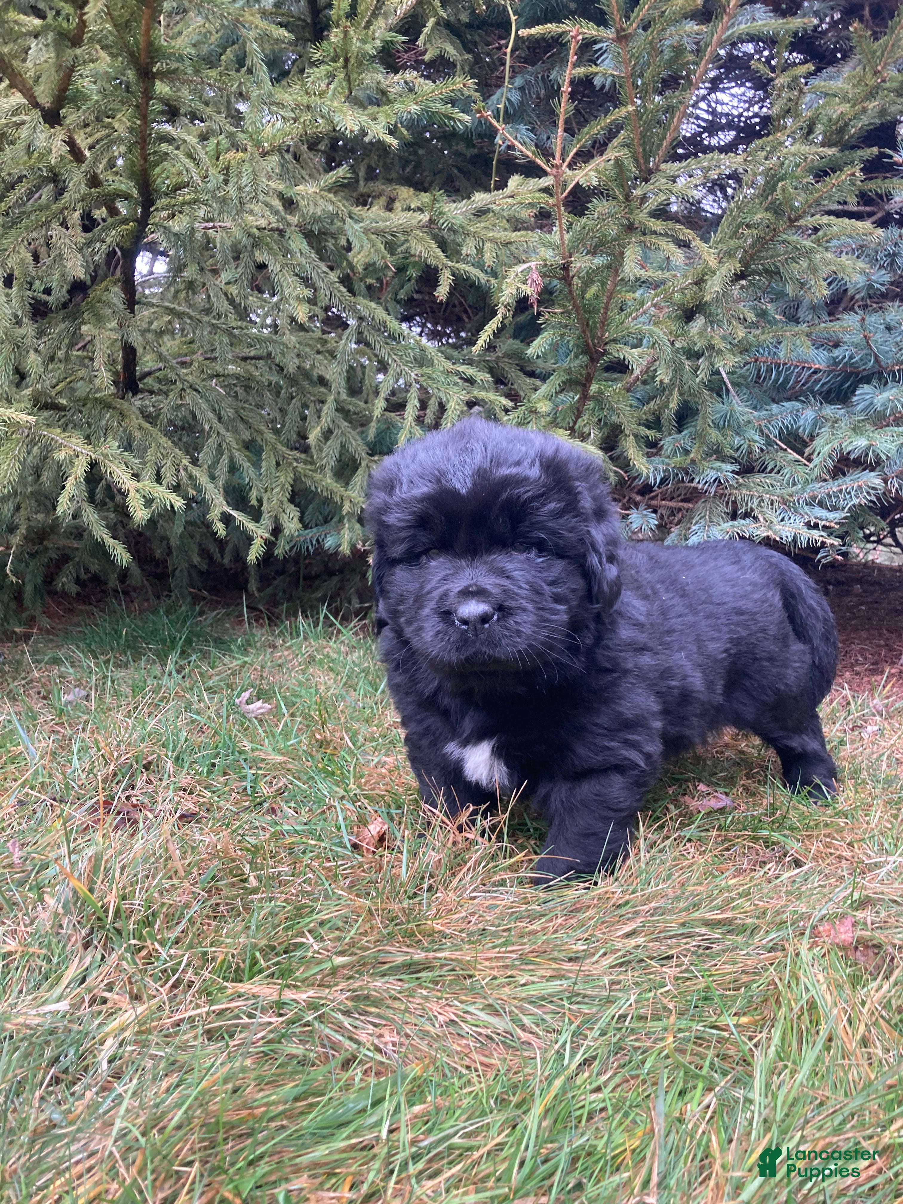 Newfoundland dogs Sarge - Ad 2