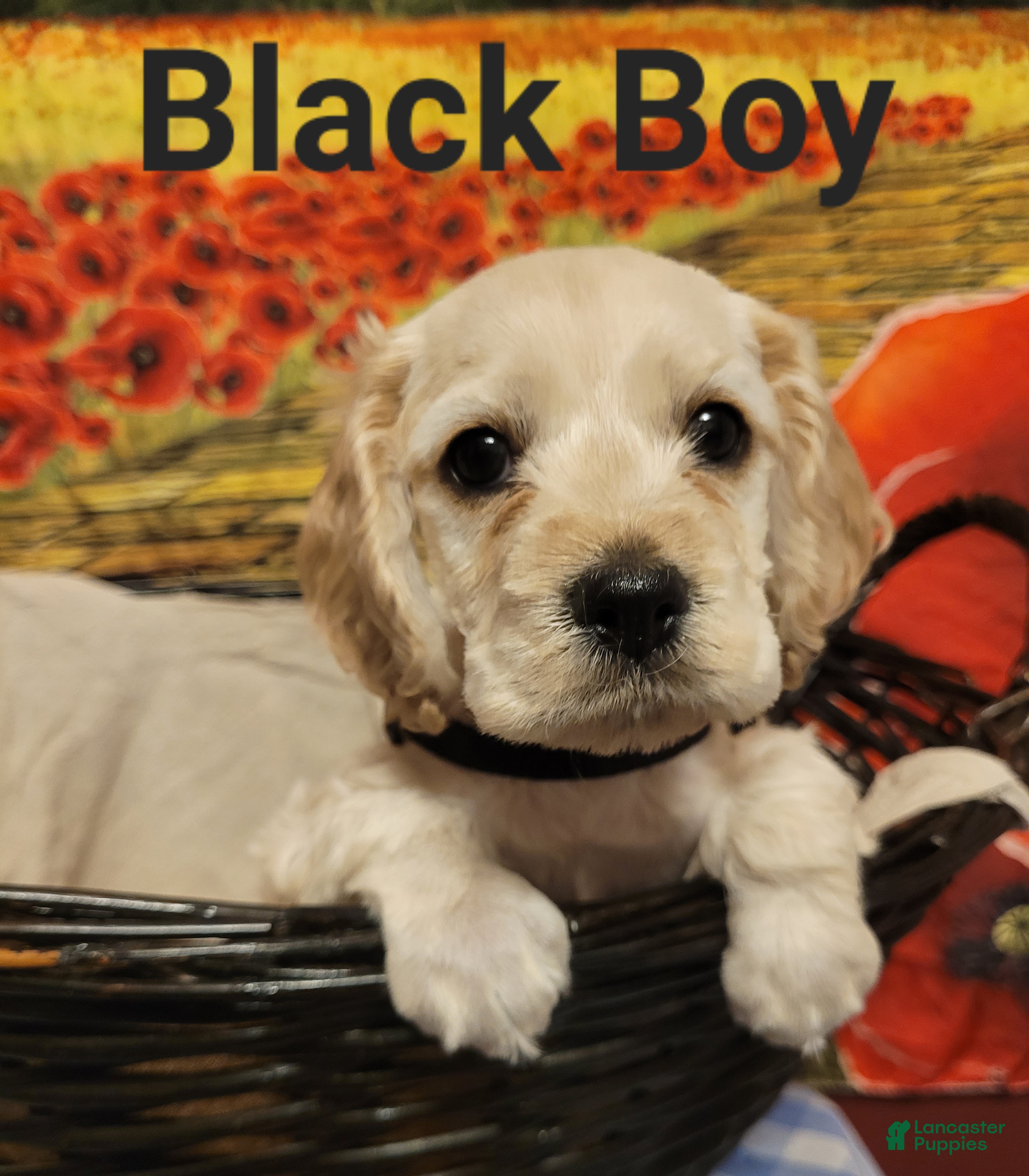 Cockapoo dogs Black Boy  - Ad 37