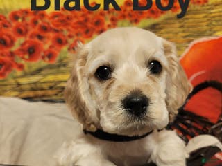 Cockapoo dogs Black Boy - Ad 31