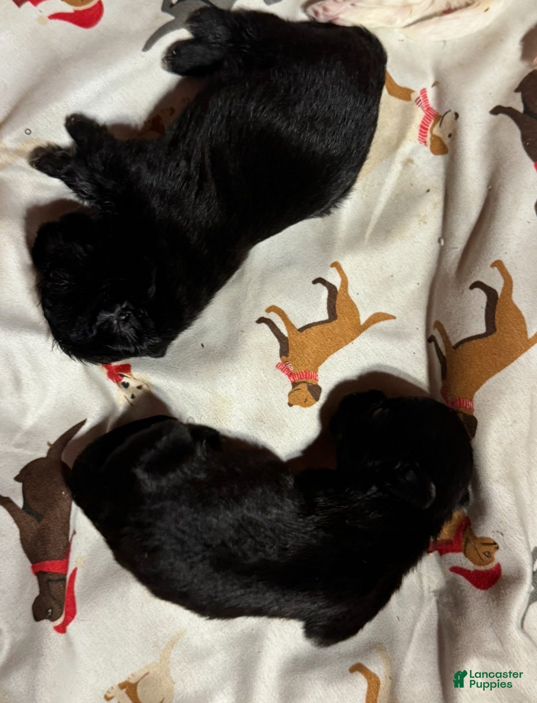 Shihpoo dogs for sale: Life - Ad 3