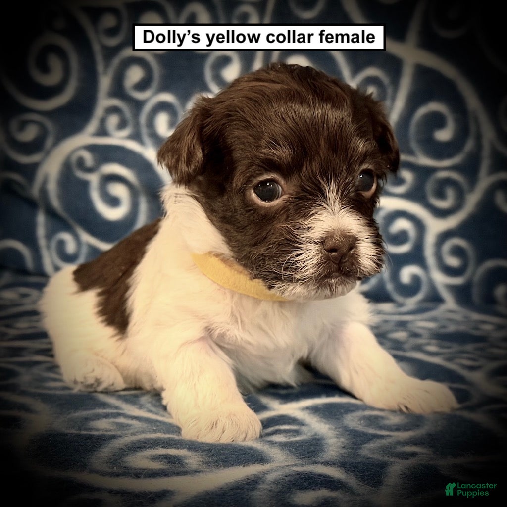 Havanese dogs for sale: AKC Dolly's Yellow Collar Female - Ad 2