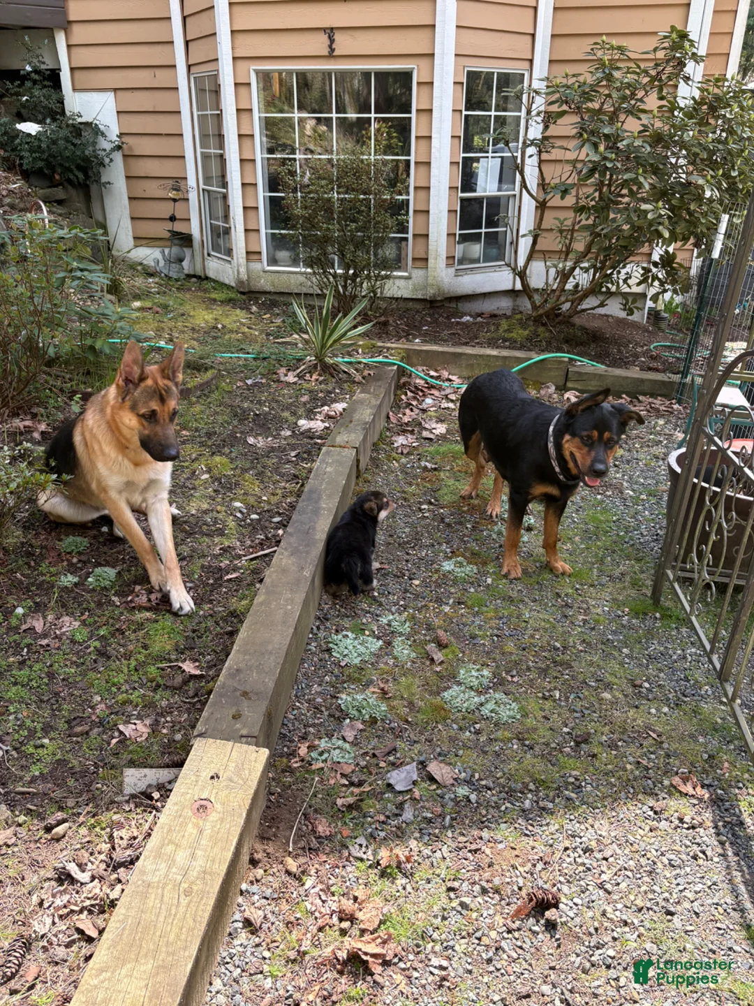 Mixed Breed dogs for sale: Mixed Breed Puppy 4 - Ad 2