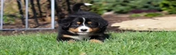 Bernese Mountain Dog dogs for sale: Jewel - Ad 5
